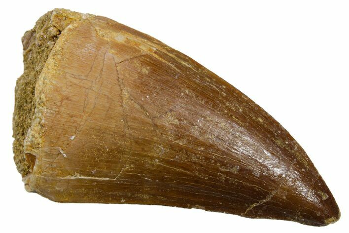 Fossil Mosasaur (Hainosaurus) Tooth - Morocco #353206